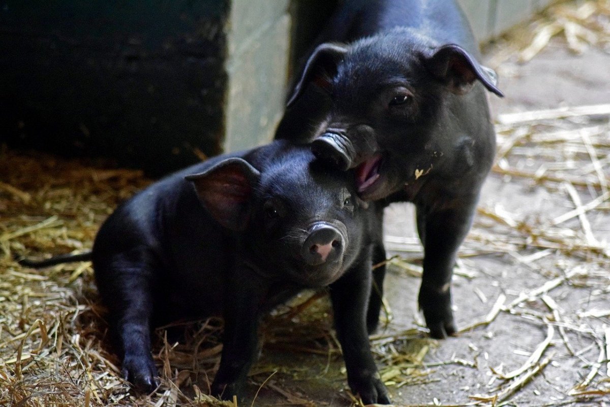 „Mi-A Luat 38 De Ani”: Are Porci Negri Și A Obținut Un Jambon Care Face Senzație Datorită Gustului Său