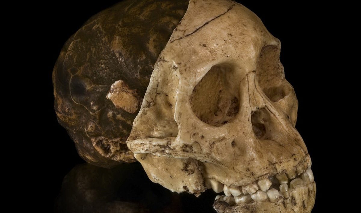 Craniul