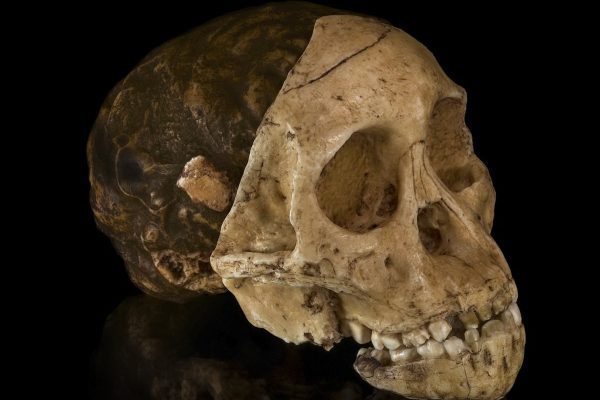 Craniul