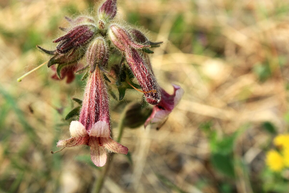 5 Suplimente Naturale Care Ajută La Scăderea Nivelului De Creatinină Din Organism Și Susțin Sănătatea Rinichilor.