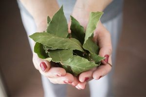 Motivul Pentru Care Se Pune O Frunză De Dafin În Pantof: Puternicul Ritual Feng Shui