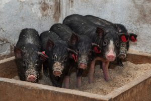 „Mi-A Luat 38 De Ani”: Are Porci Negri Și A Obținut Un Jambon Care Face Senzație Datorită Gustului Său
