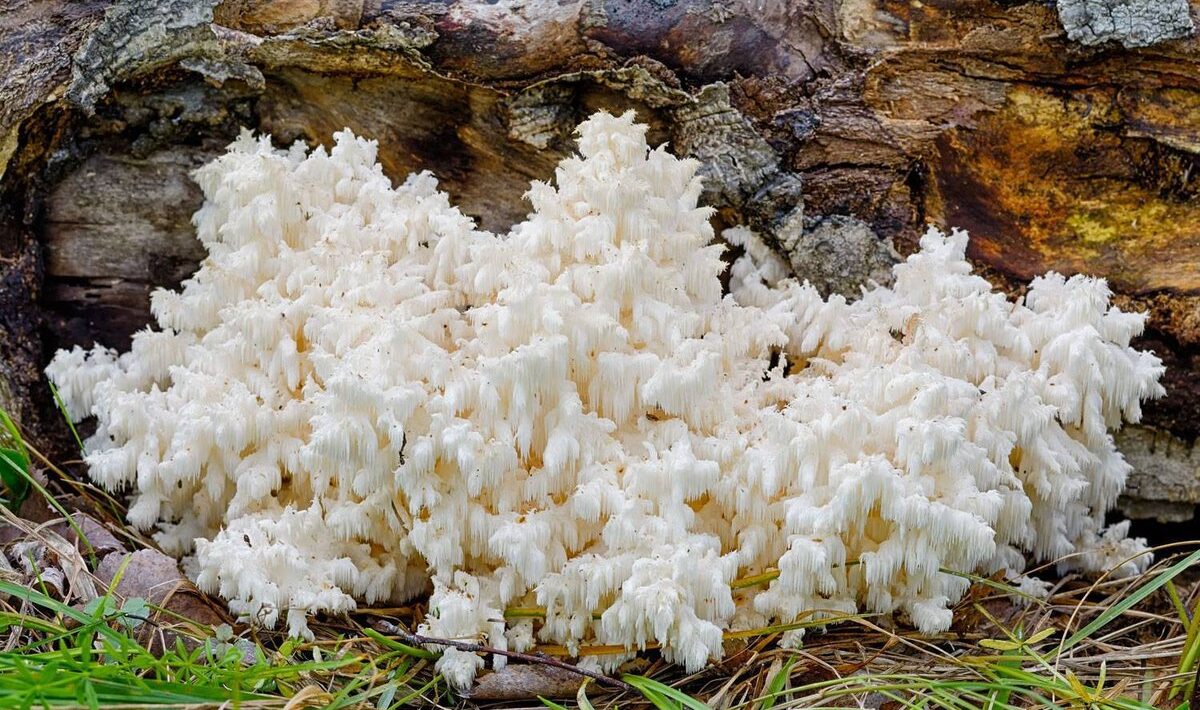 Ciuperca