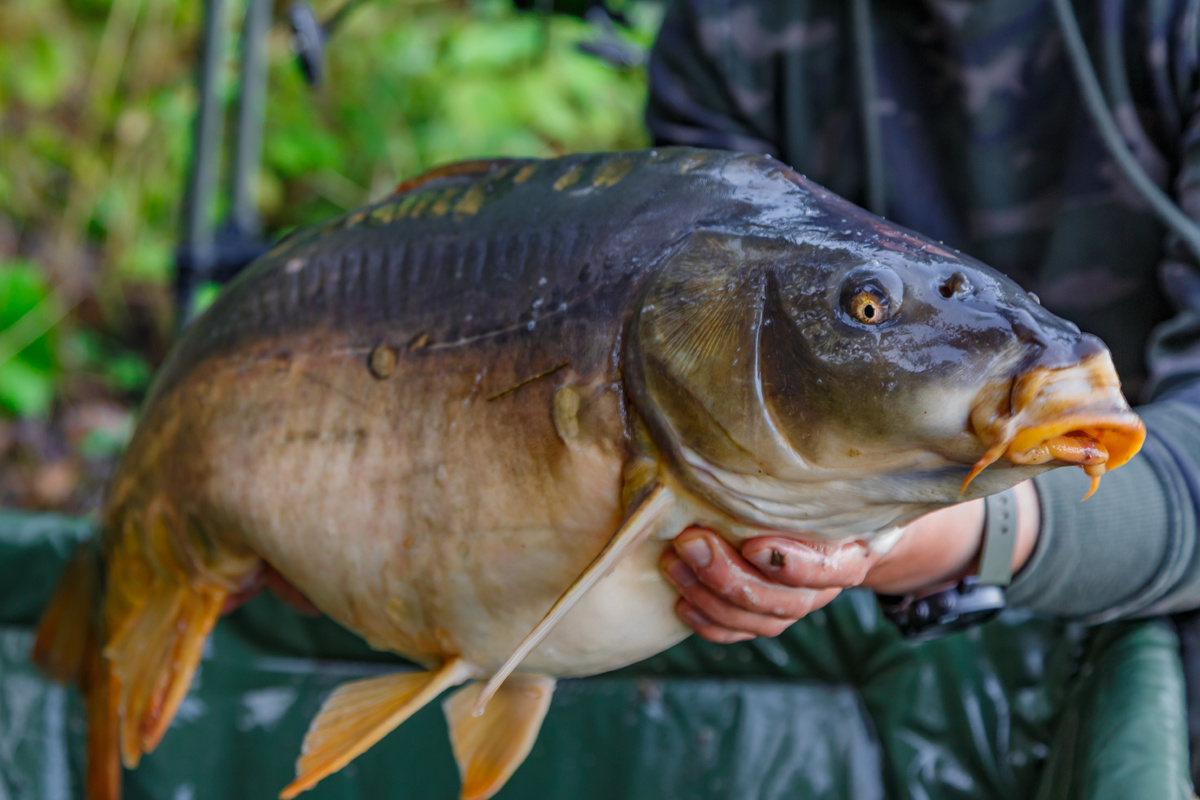 Un Pescar Din Aragon Capturează Unul Dintre Cele Mai Mari Exemplare Cunoscute Din Această Specie Invazivă: Cântărește Aproape 28 De Kilograme